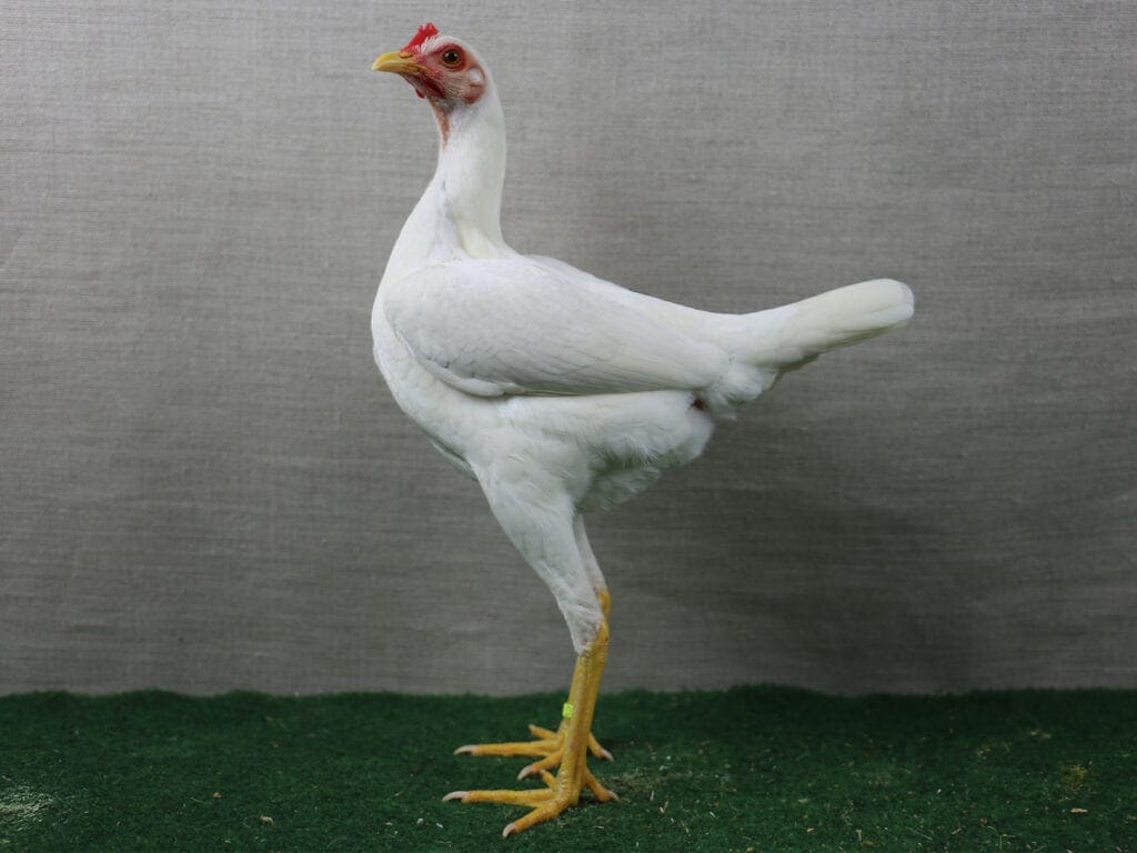 Moderner Englischer Zwerg-Kämpfer, weiß