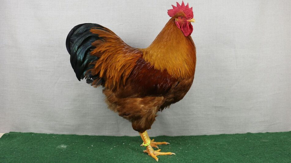 Hühnerrassen im Beliebtheitsranking