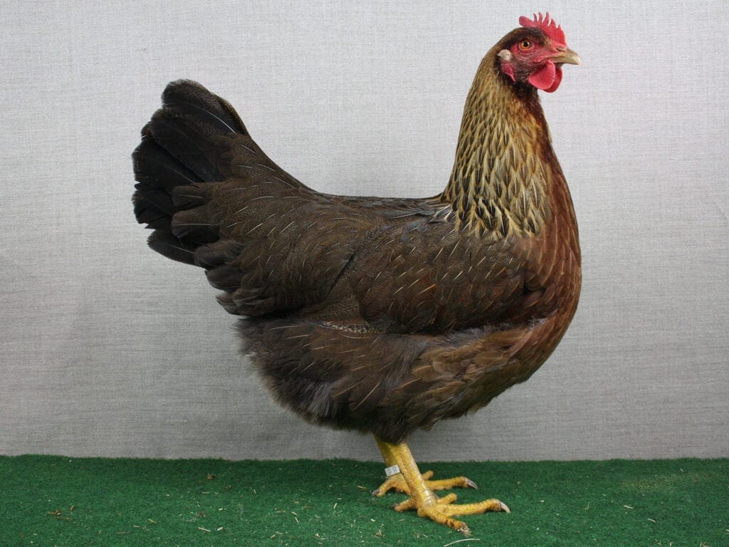 Orangefarbige Welsumer-Henne