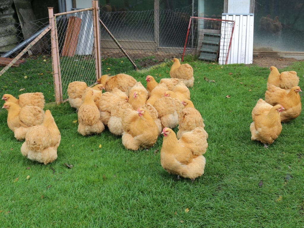 Orpington-Hennen in Gelb