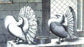 Einteilung der Tauben nach Gruppen