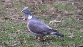 Ringeltauben sind überall anzutreffen