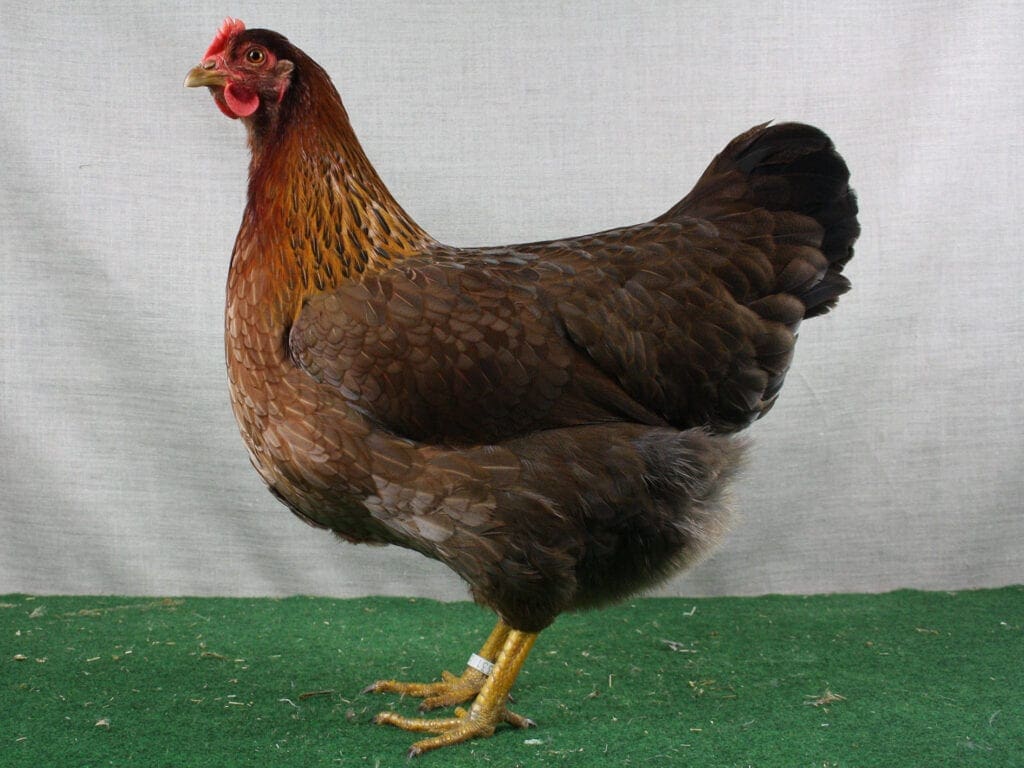 Rost-rebhuhnfarbige Welsumer-Henne