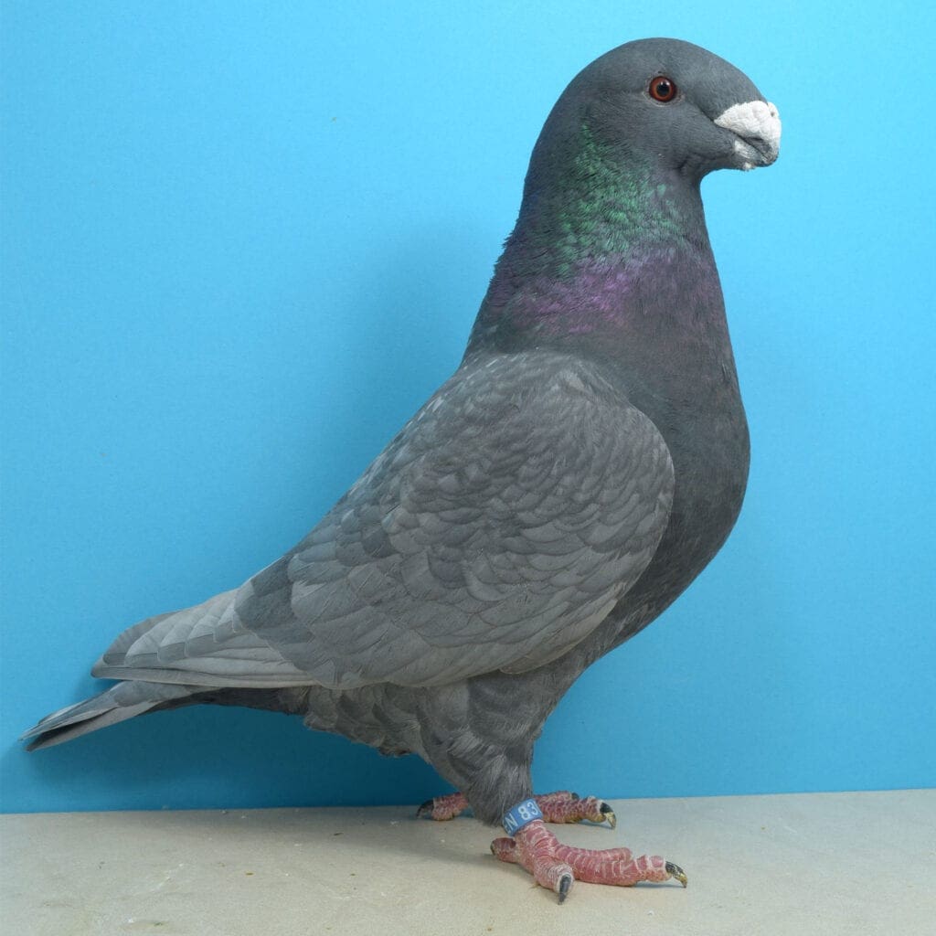 Show Racer, andalusierfarbig