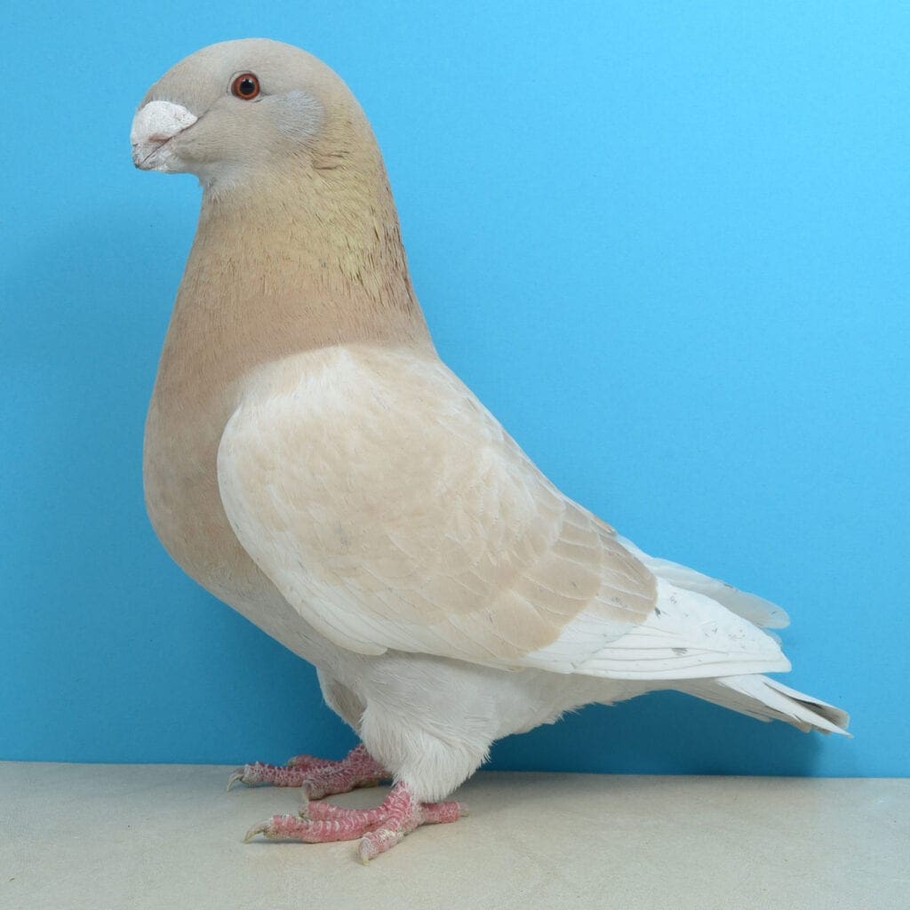 Show Racer, gelbfahl-dunkelgehämmert