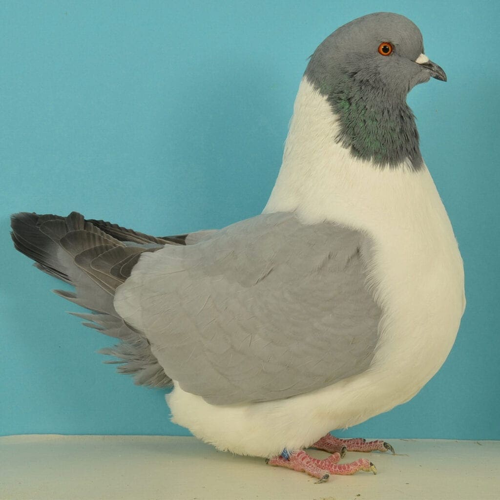 Strasser blau ohne Binden