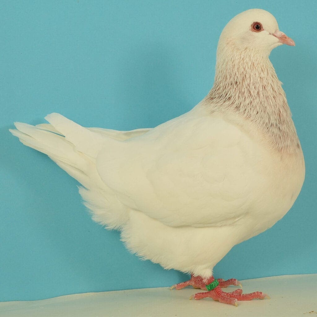 Texaner kennfarbig hell