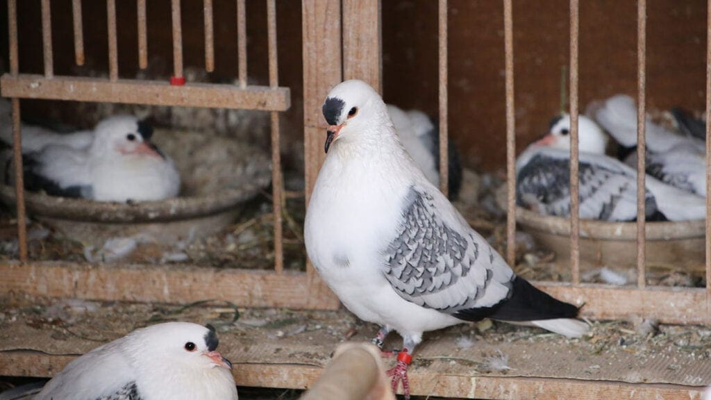 Thüringer Flügeltauben im Zuchtschlag