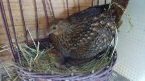 Nisthilfen vereinfachen die Zucht beim Ziergeflügel