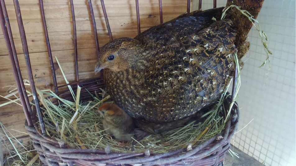 Nisthilfen vereinfachen die Zucht beim Ziergeflügel