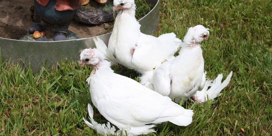 Jungtauben vor Unterkühlung schützen