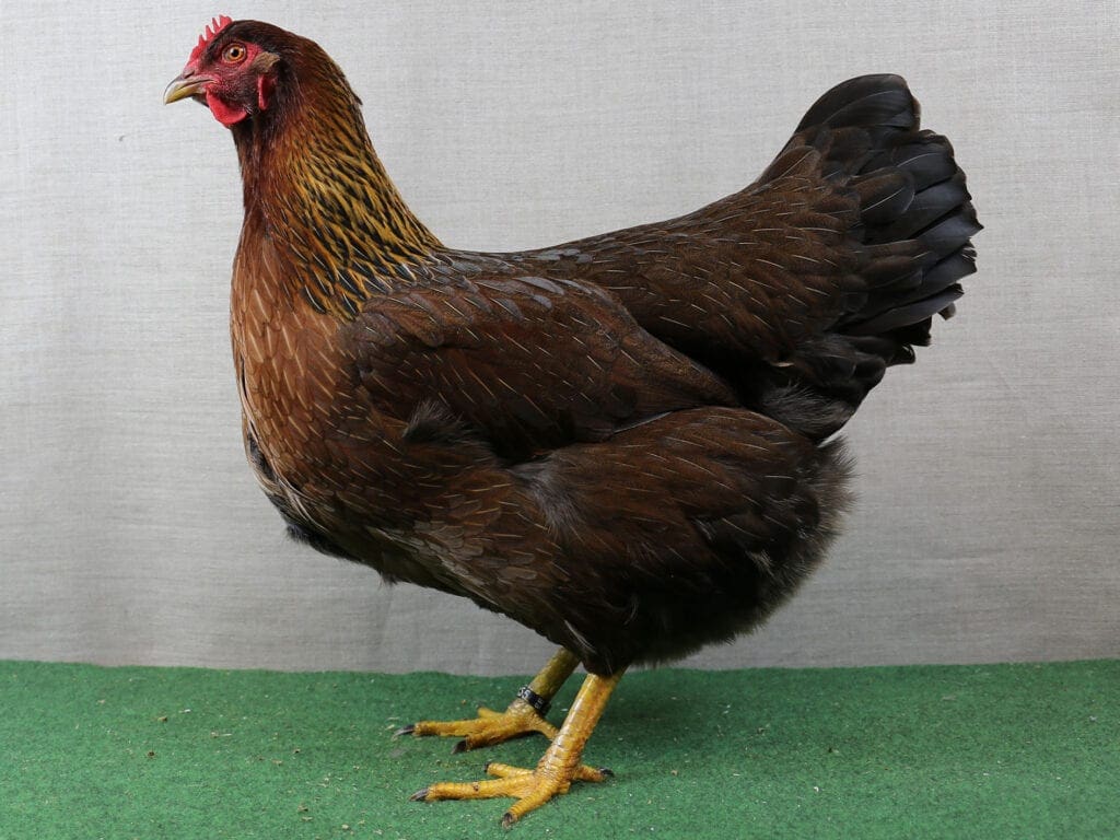 Welsumer-Henne in Rost-Rebhuhnfarbig