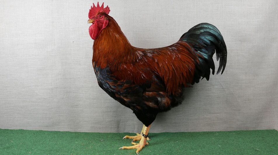 Welsumer – attraktive Hühner von der Ijssel