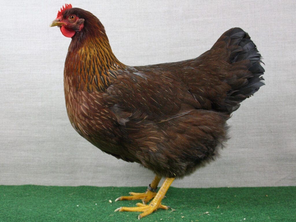 Welsumer, rost-rebhuhnfarbig