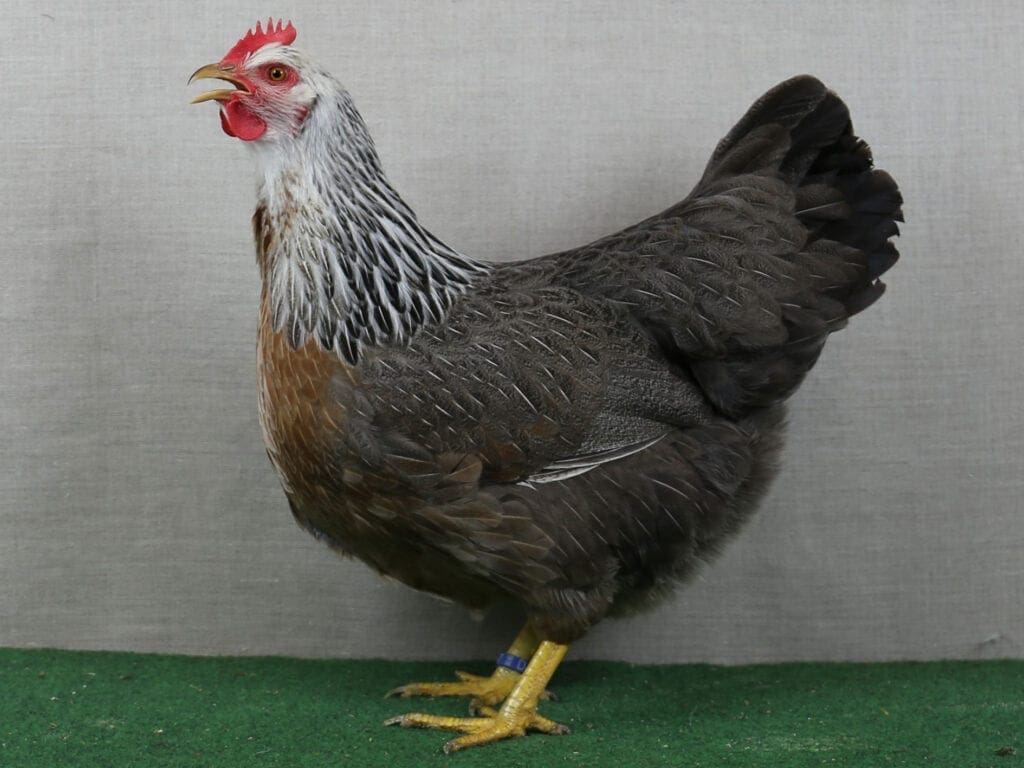 Welsumer, silberfarbig