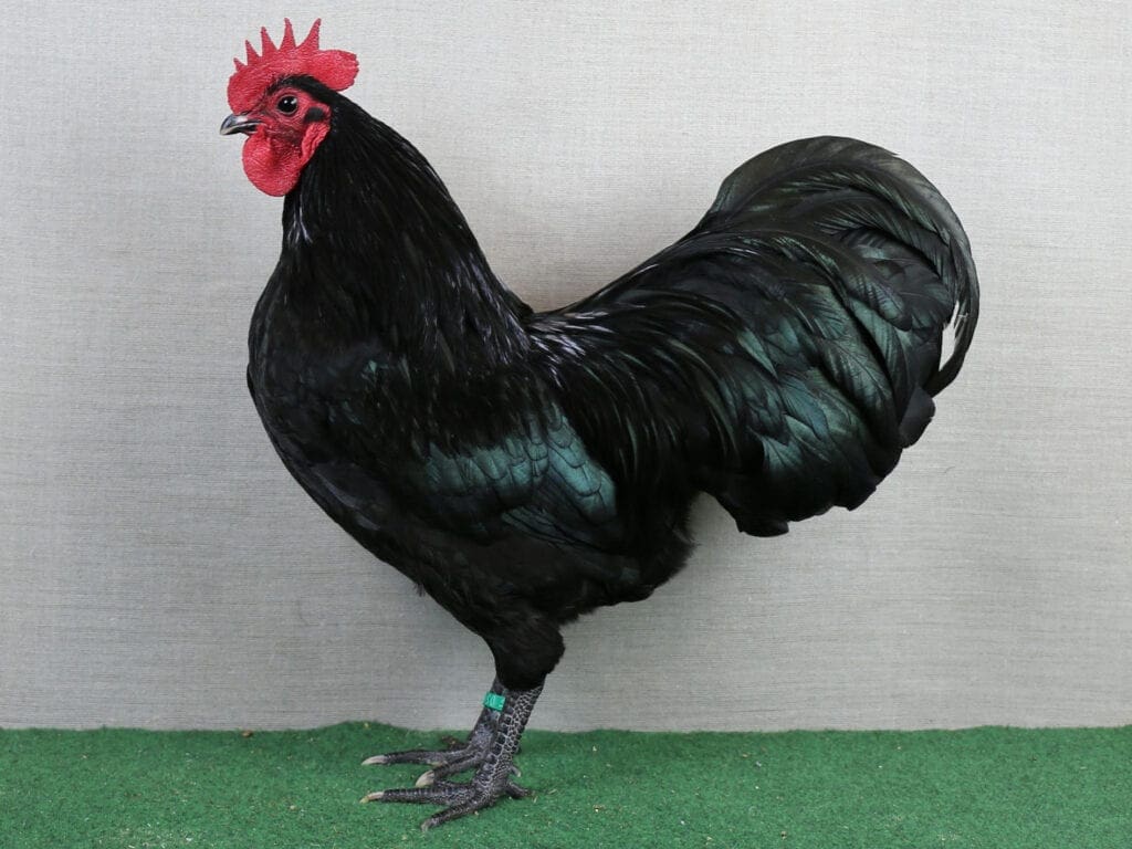 Zwerg-Australorps, schwarz