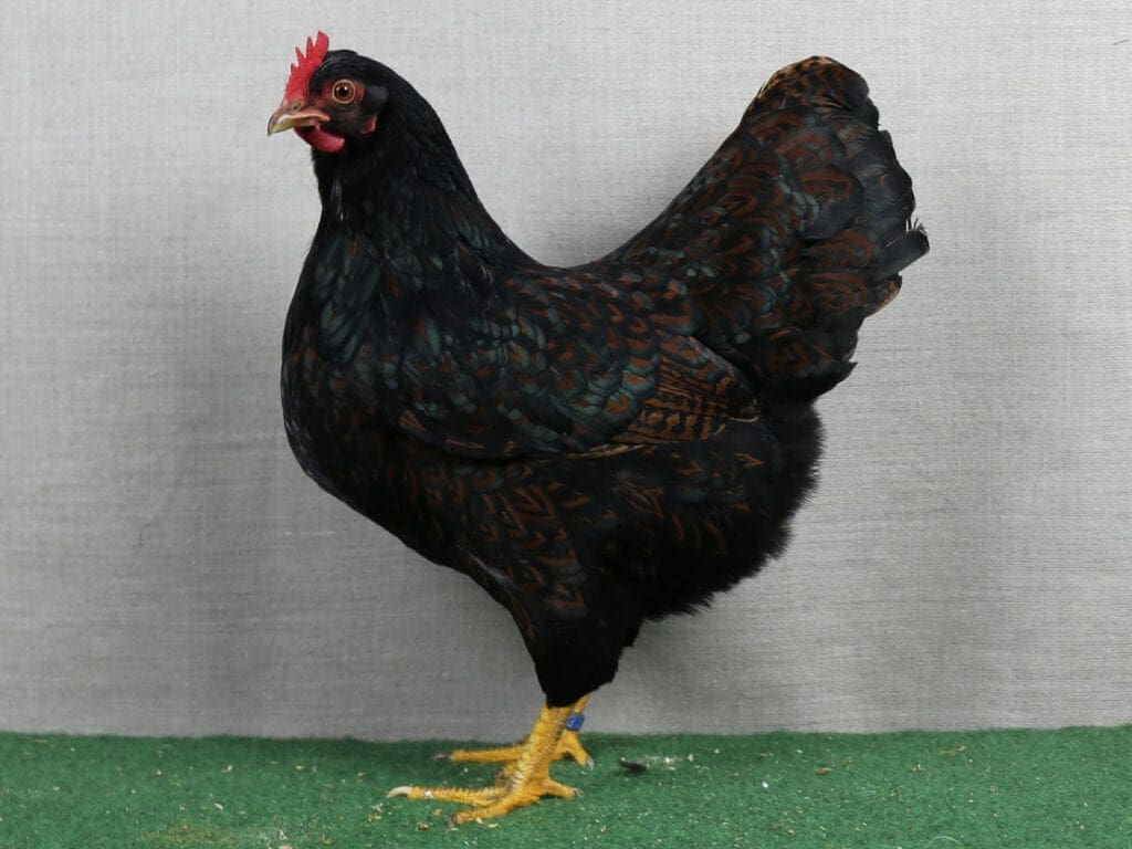 Zwerg-Barnevelder, braun-schwarzdoppeltgesäumt