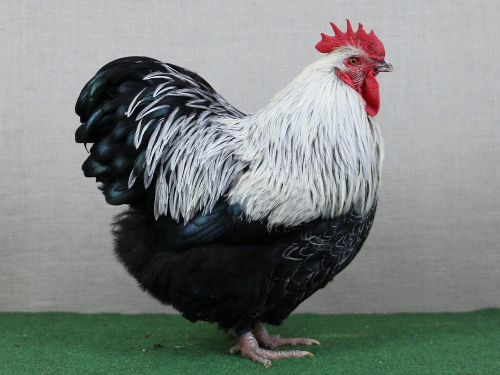 birkenfarbiger Zwerg-Orpington-Hahn