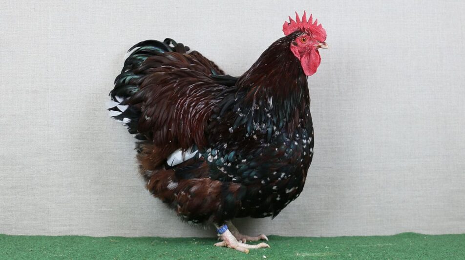 Zwerg-Orpington – würfelförmige Zwerghühner