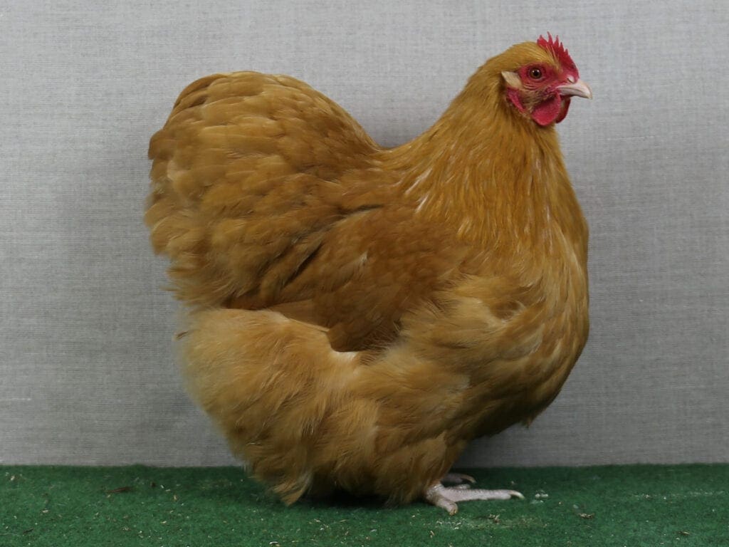 Zwerg-Orpington-Henne in Gelb