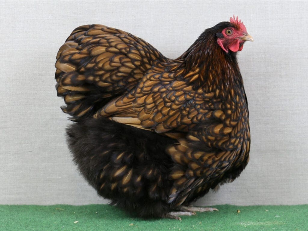 Zwerg-Orpington-Henne in Gelb-Schwarzgesäumt