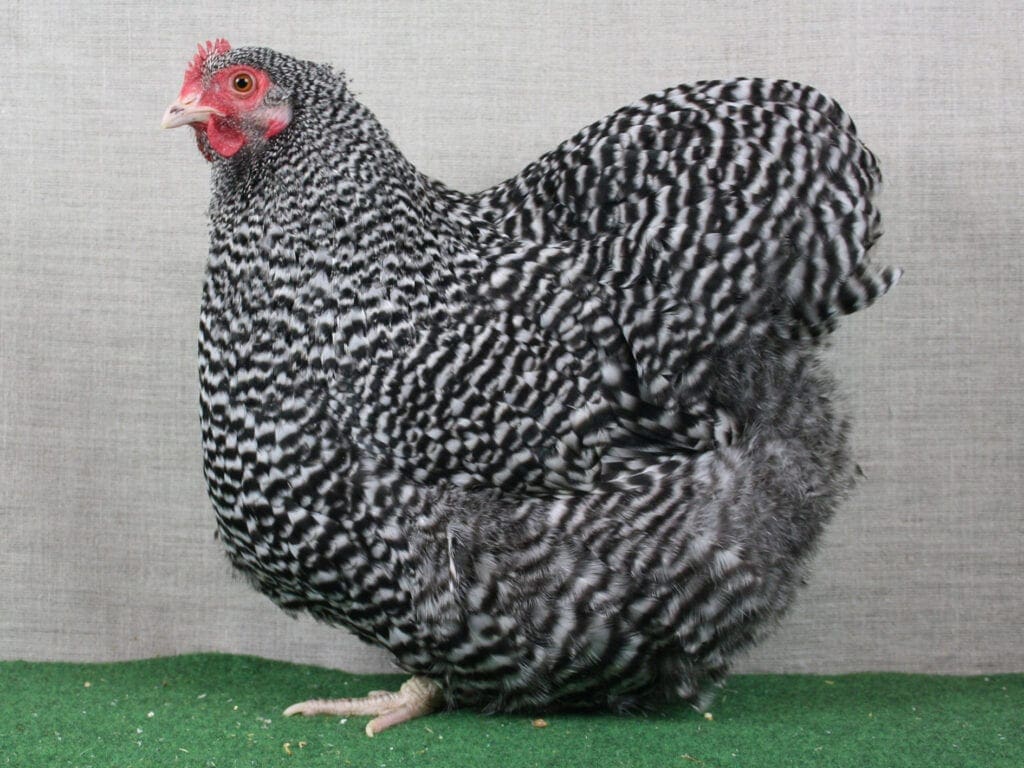 gestreifte Zwerg-Orpington-Henne