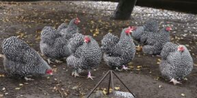 Zuchtbuch-Dokumentation – mehr als Zahlen