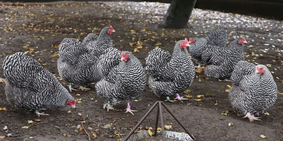 Zuchtbuch-Dokumentation – mehr als Zahlen