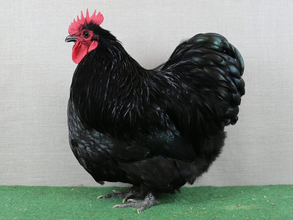 Zwerg-Orpington-Hahn in Schwarz