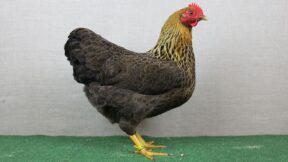 Goldhalsig als abwechslungsreiche Hennenfarbe