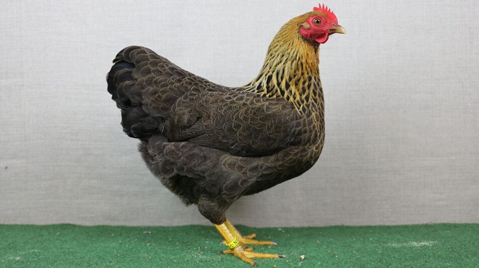 Goldhalsig als abwechslungsreiche Hennenfarbe