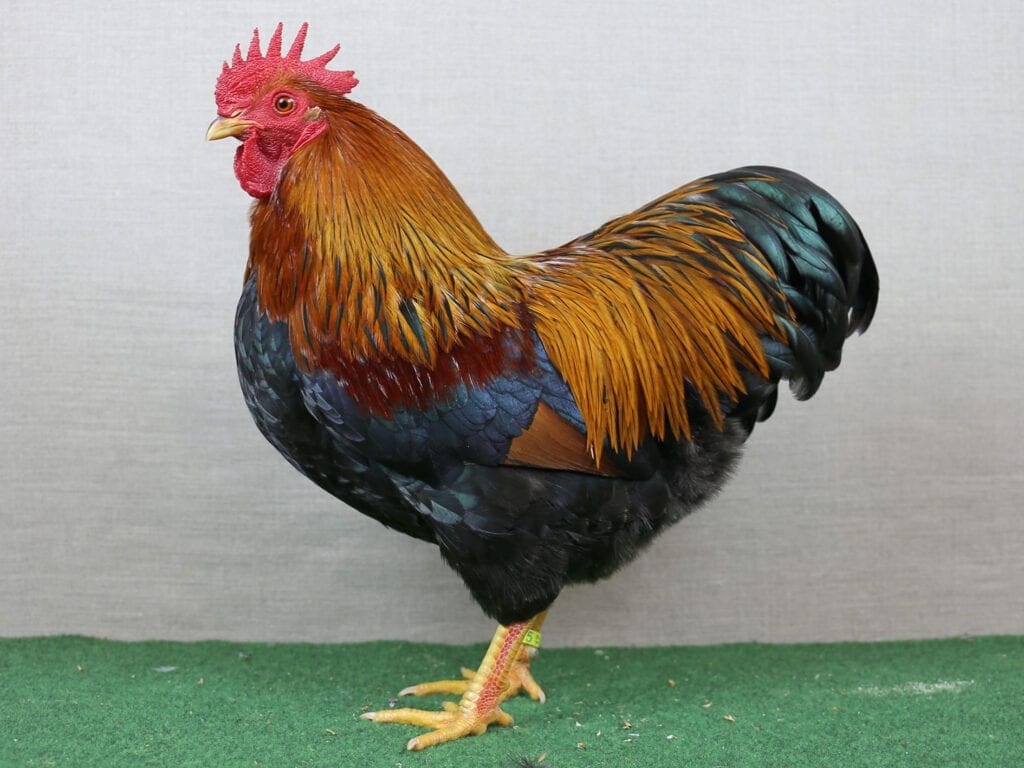 Zwerg-Plymouth Rocks, goldhalsig