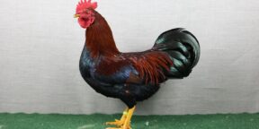 Zwerghühner – welche sind am beliebtesten?