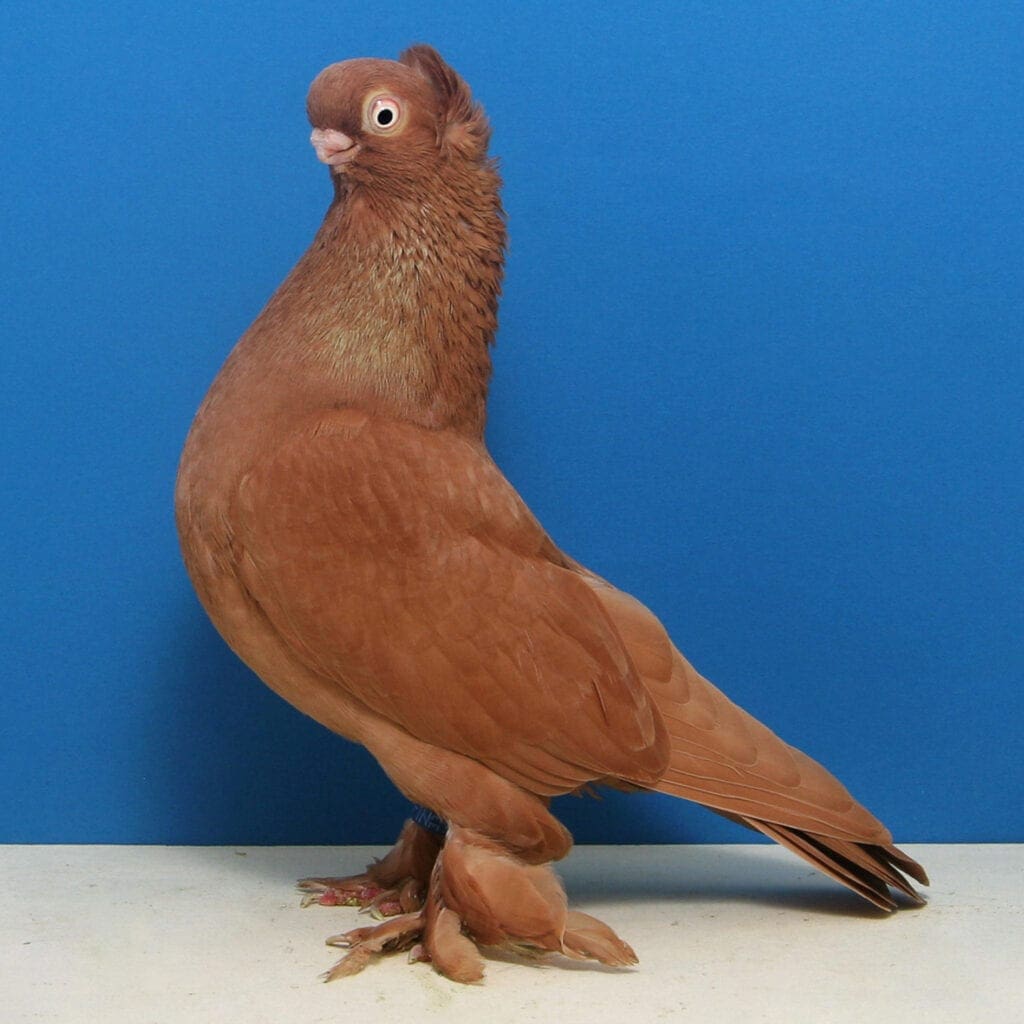 Altstämmer mit Rundkappe, rot