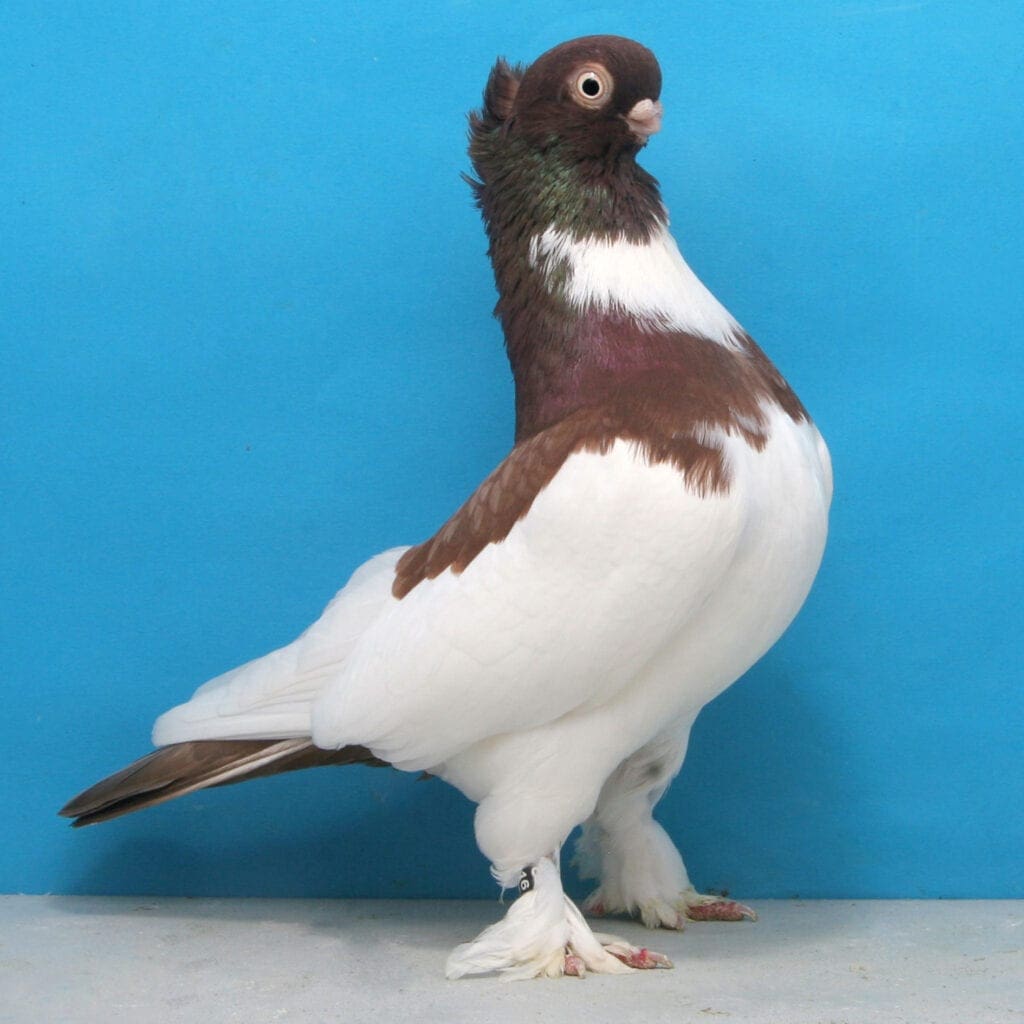 Altstämmer mit Rundkappe, rotgeelstert