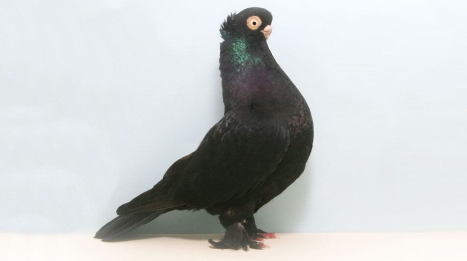 Altstämmer – kleine Berliner mit Ausstrahlung