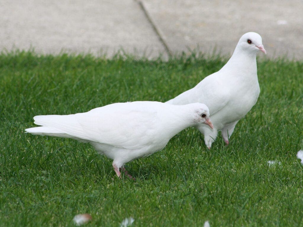 Arabische Trommeltauben im Freiflug