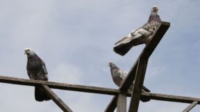 Schwungfedern beim Rassegeflügel