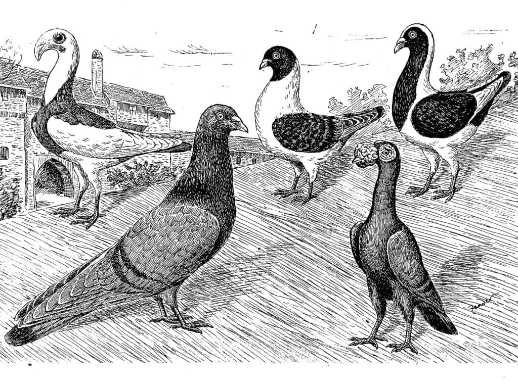 Beliebte Haustauben vor rund 100 Jahren