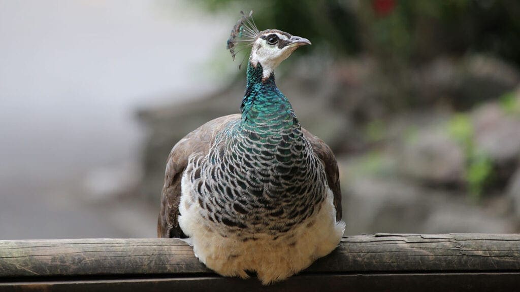 Blaue Pfauen sind als Ziergeflügel beliebt