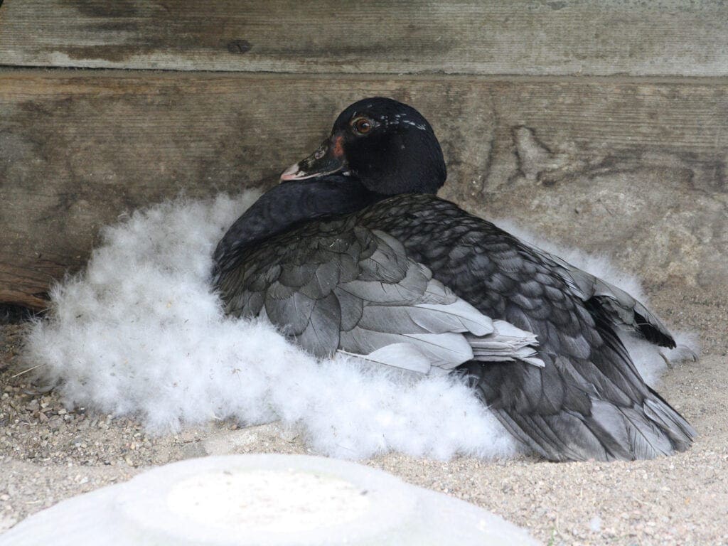 Brütende Warzenente in Blau-Wildfarbig