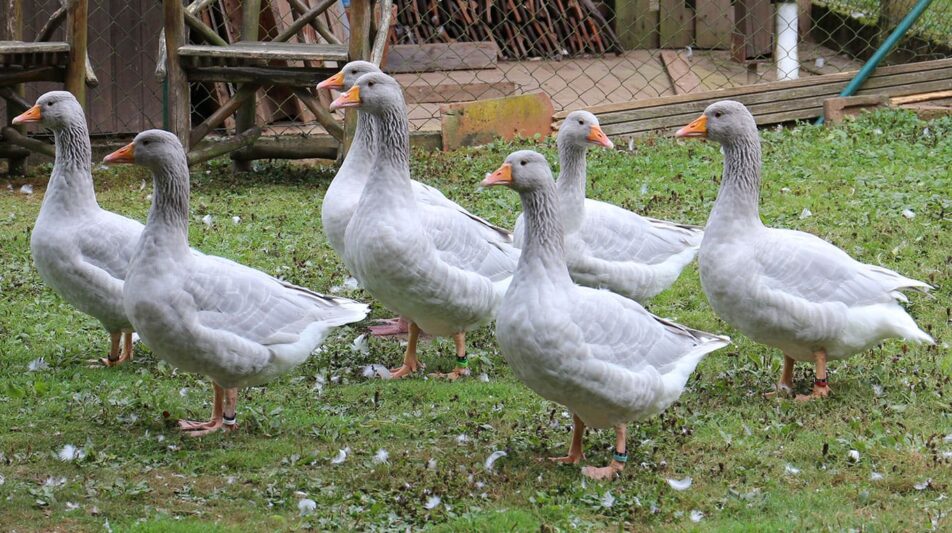 Fränkische Landgans – kleine blaue Hausgans