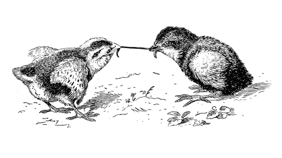 Kükenzeit – eine der schönsten Jahreszeiten