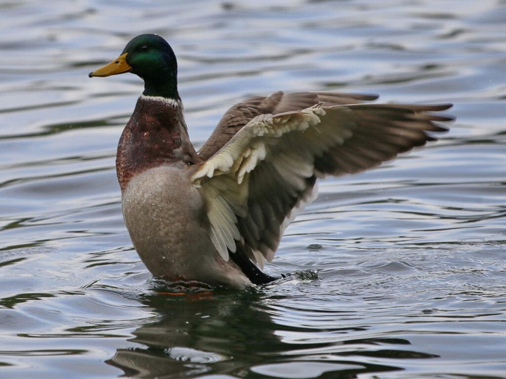 Die Schwungfedern schützen beim Schwimmen auch vor Nässe