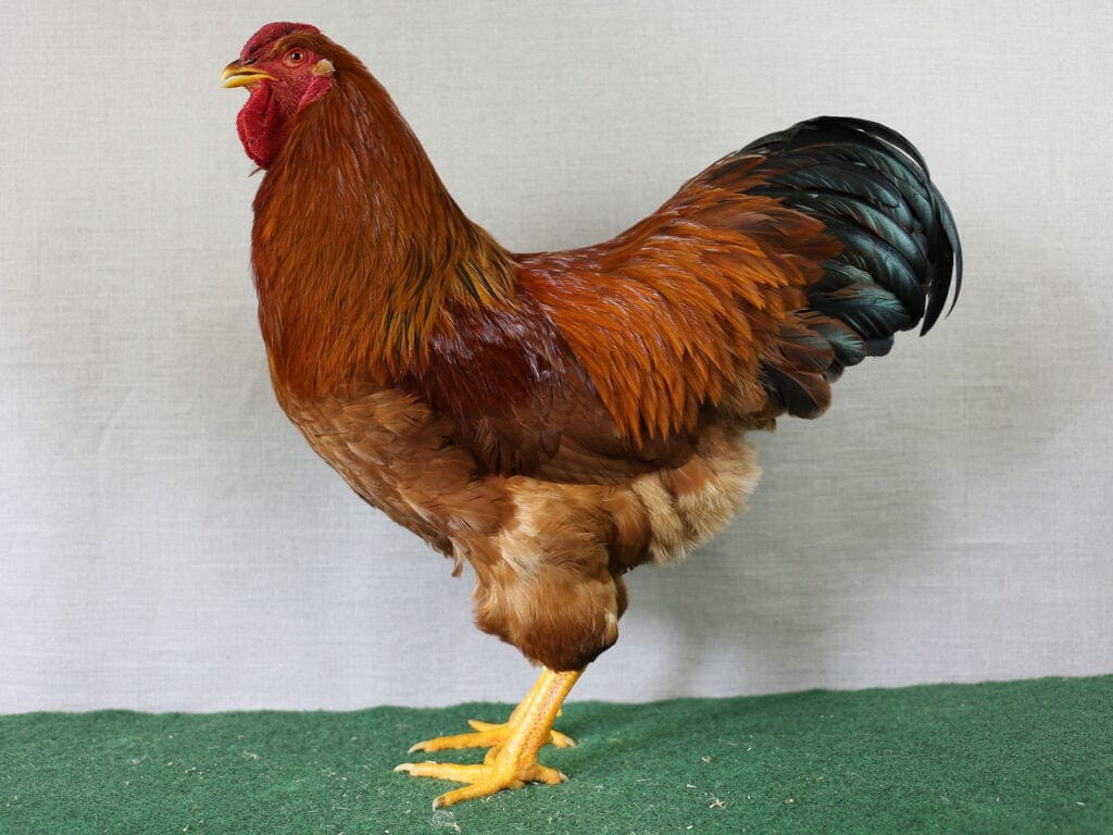 Dresdner-Hahn, braun