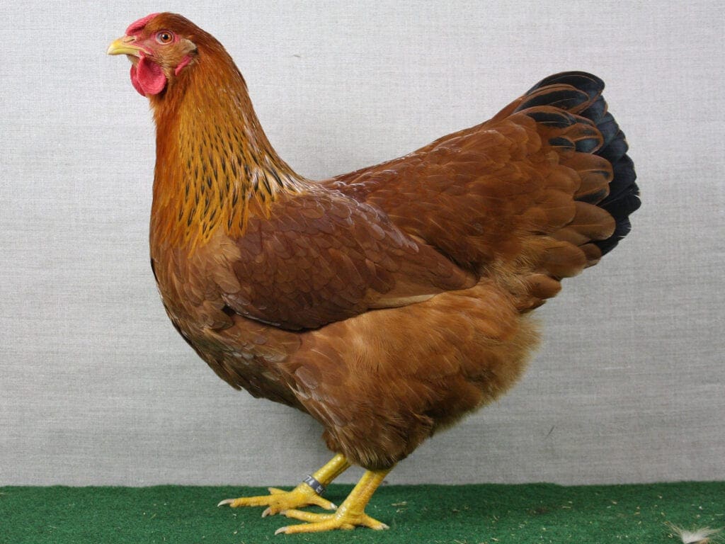 Dresdner-Henne, braun