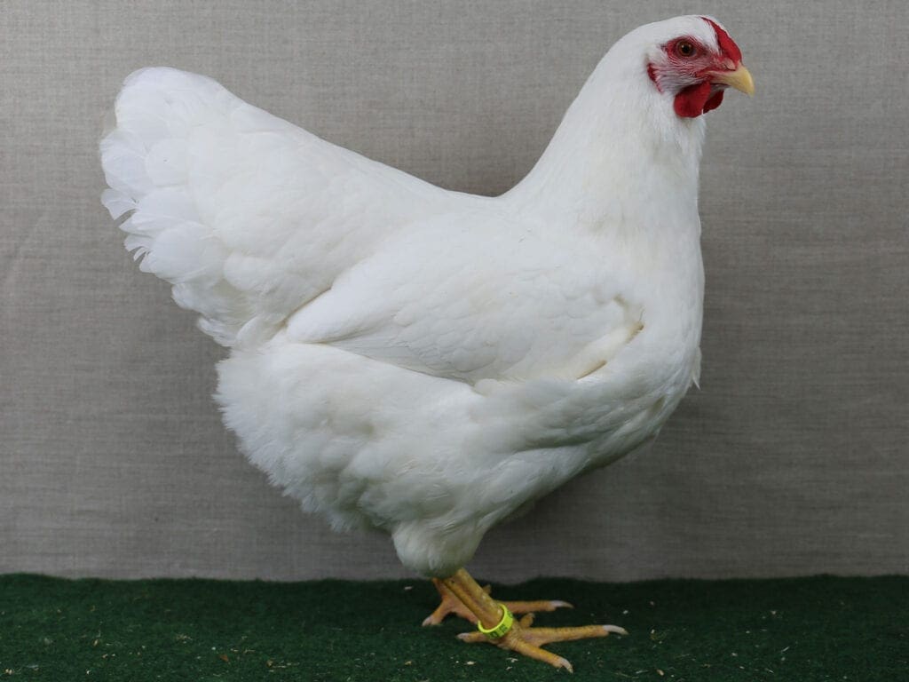 Dresdner-Henne in Weiß