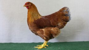 Dresdner als zeitgemäße Geflügelrasse