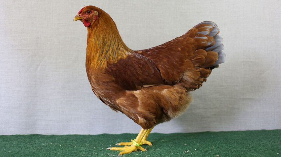 Dresdner als zeitgemäße Geflügelrasse