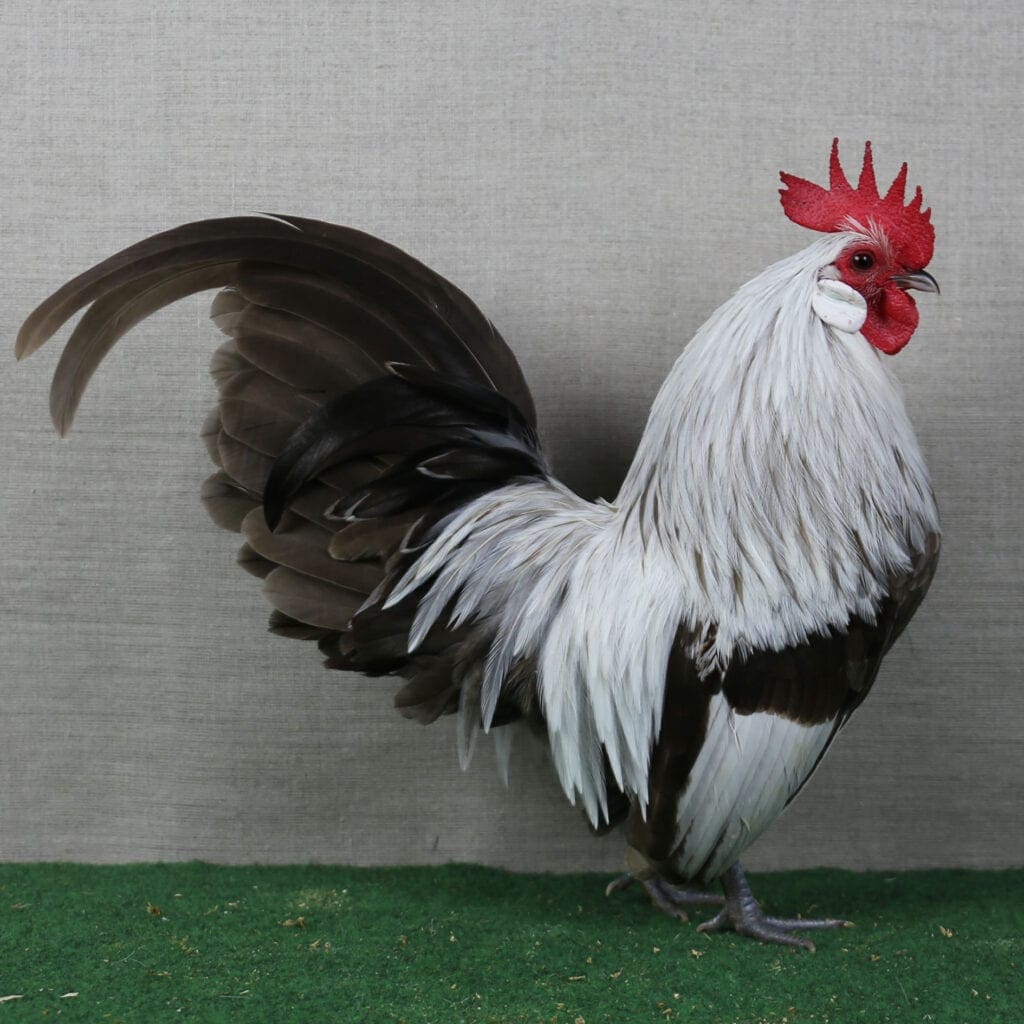 Dun-silberhalsiger Holländische-Zwerghühner-Hahn